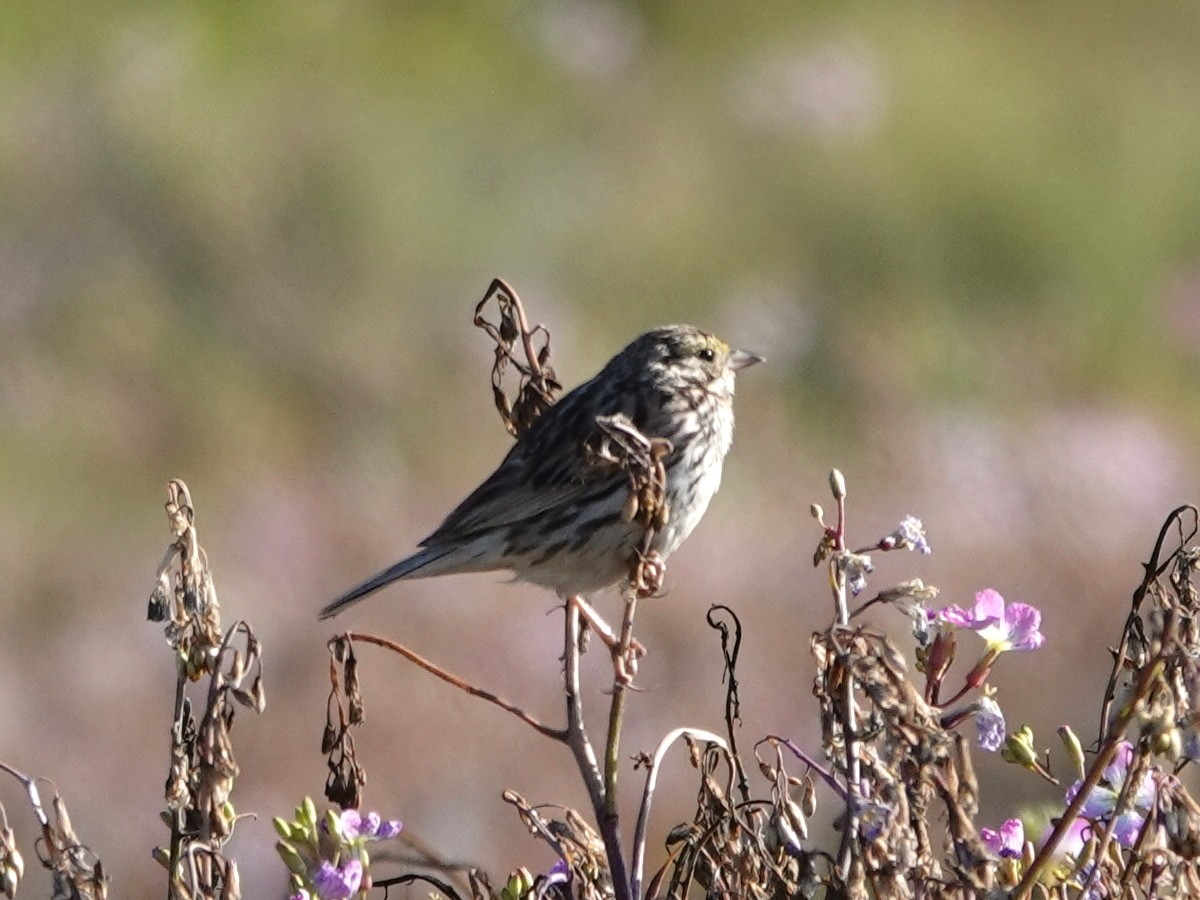 Savannah Sparrow - ML620454496