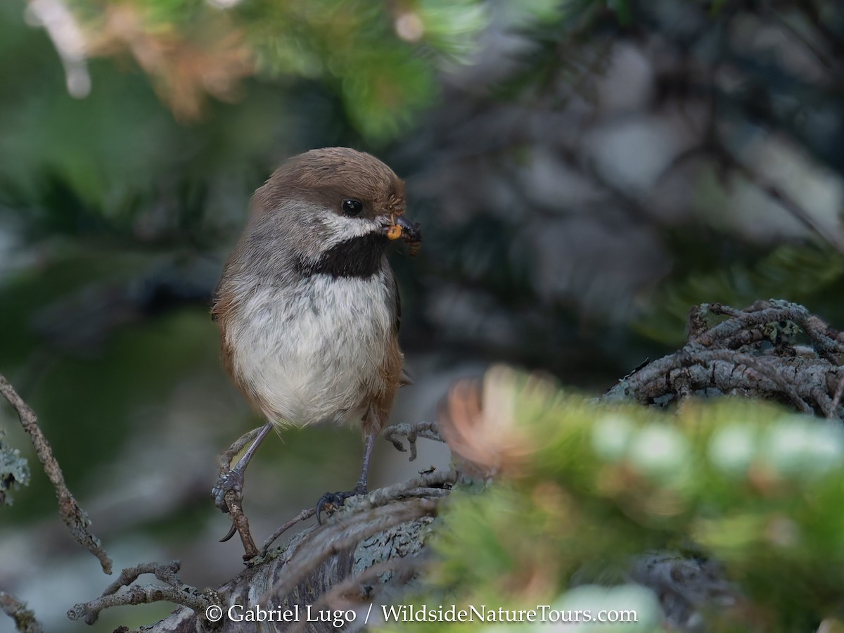 Mésange à tête brune - ML620454500