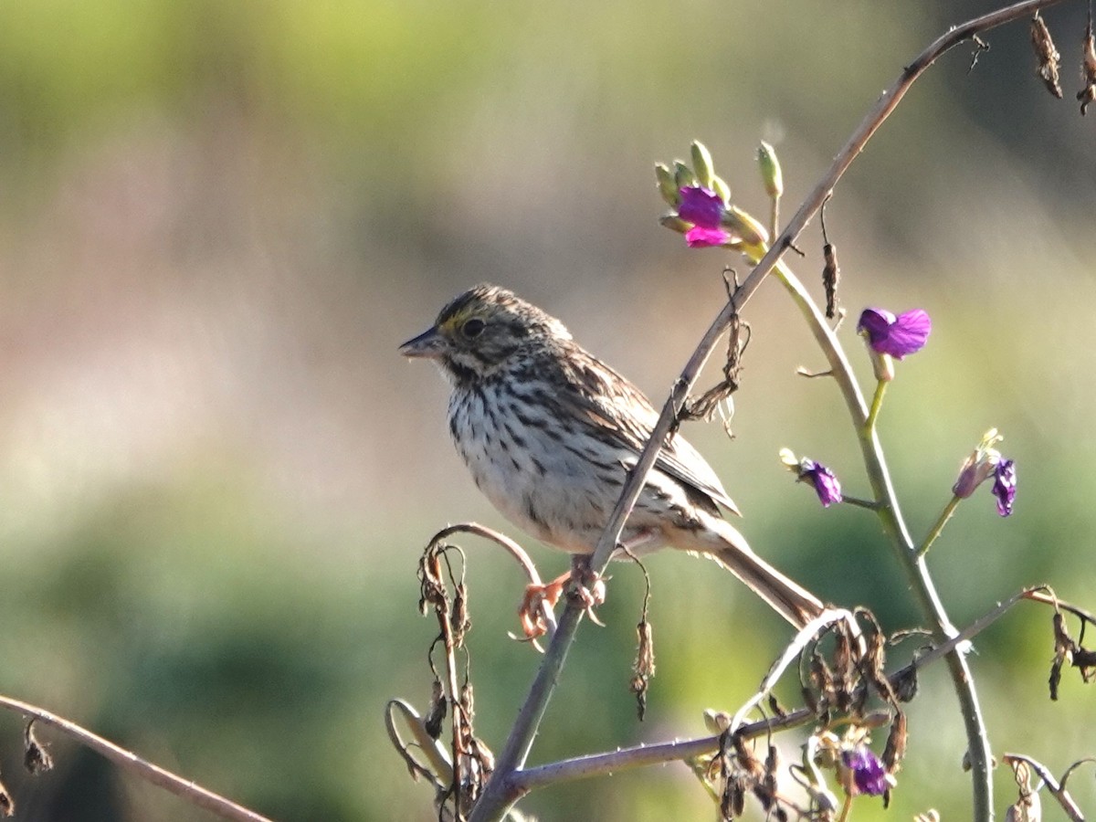 Savannah Sparrow - ML620454504