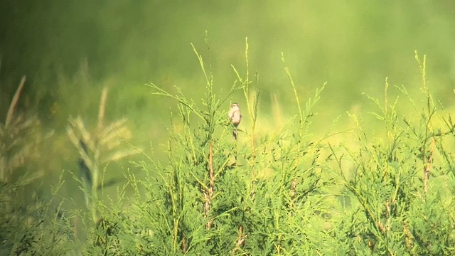 Clay-colored Sparrow - ML620454512