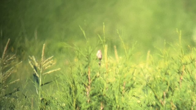 Clay-colored Sparrow - ML620454514