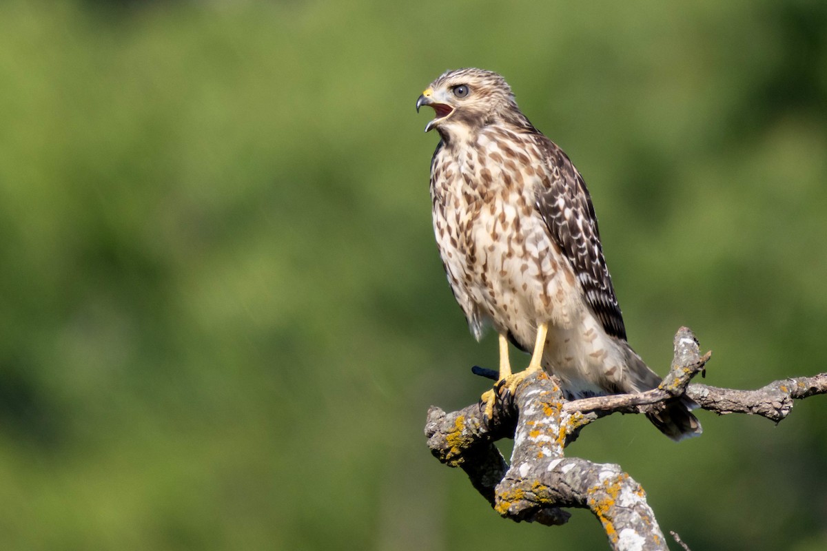 Red-shouldered Hawk - ML620454521