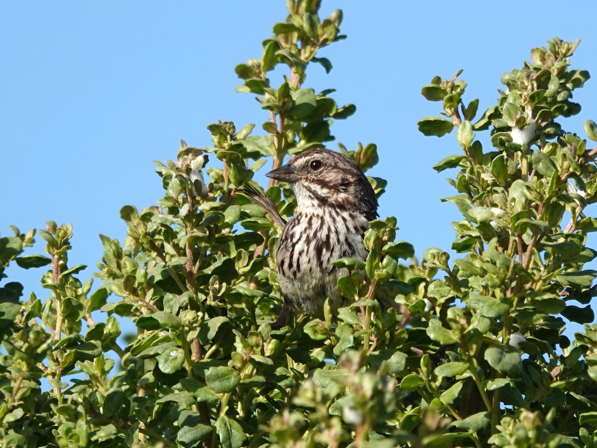 Song Sparrow - ML620454525