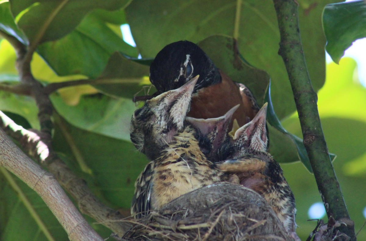 American Robin - ML620454530