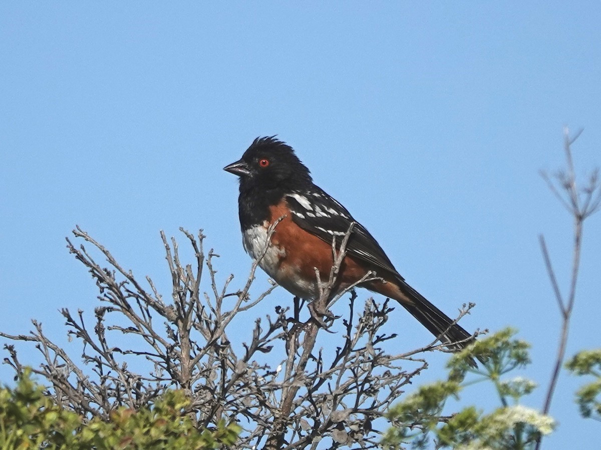 Spotted Towhee - ML620454532