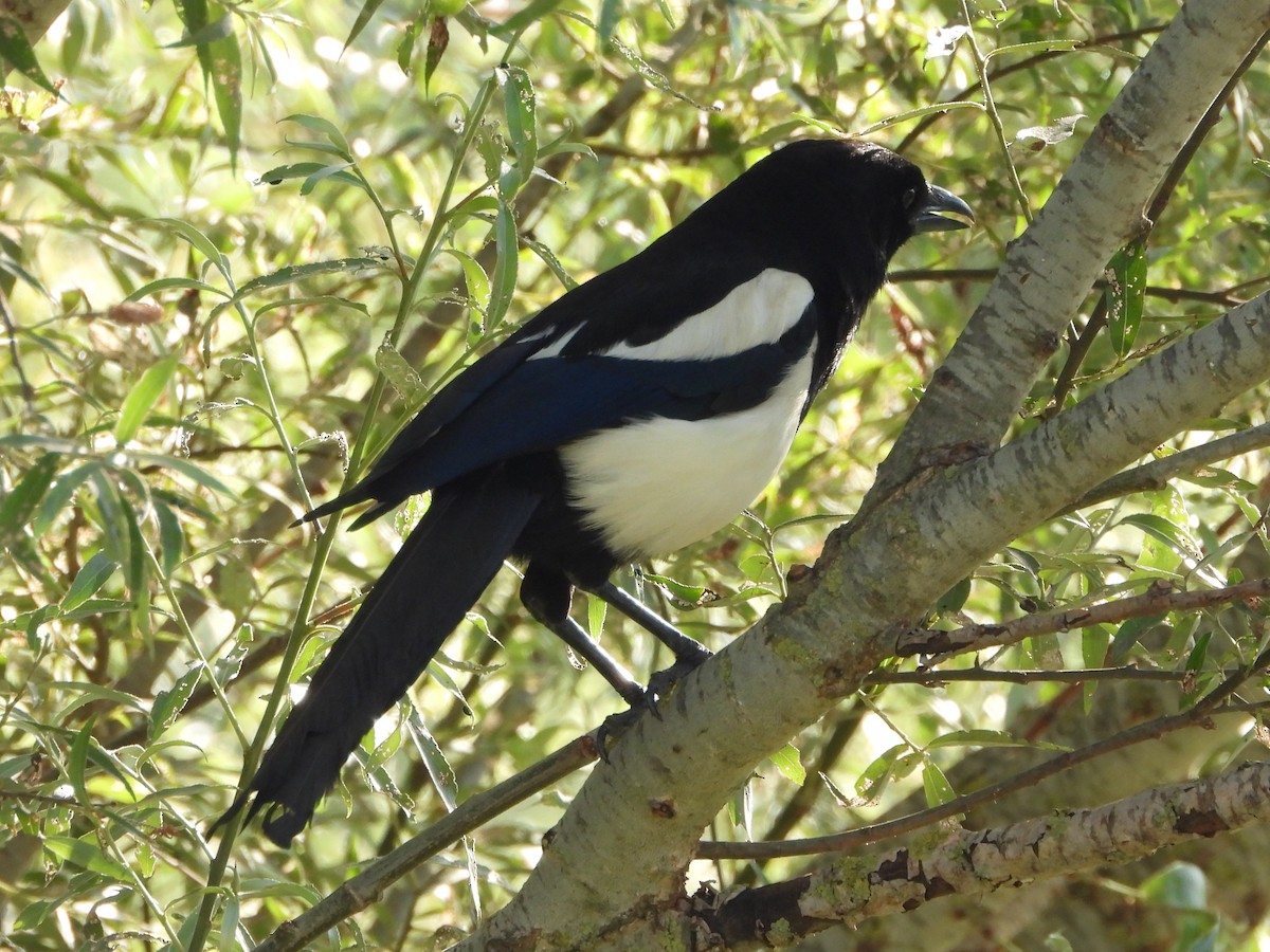 Eurasian Magpie - ML620454546