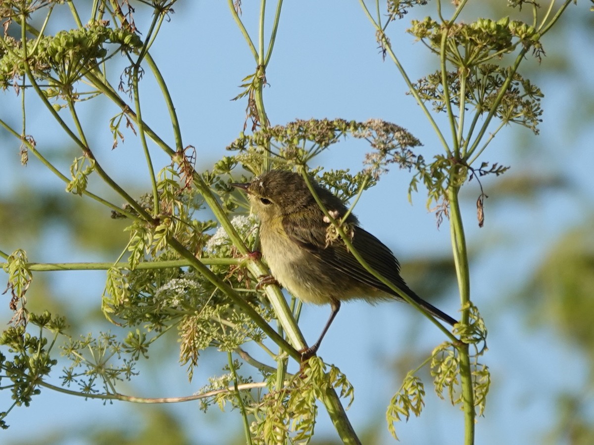 Orange-crowned Warbler - ML620454564