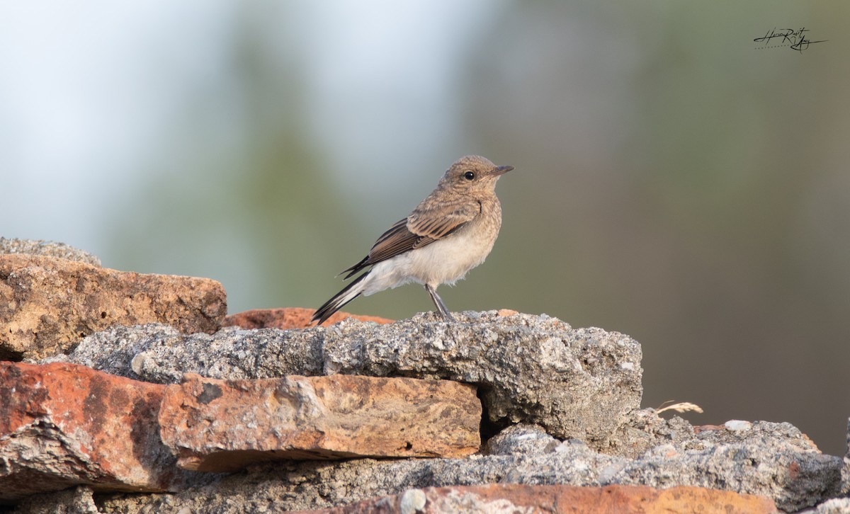 Eastern Black-eared Wheatear - ML620454570