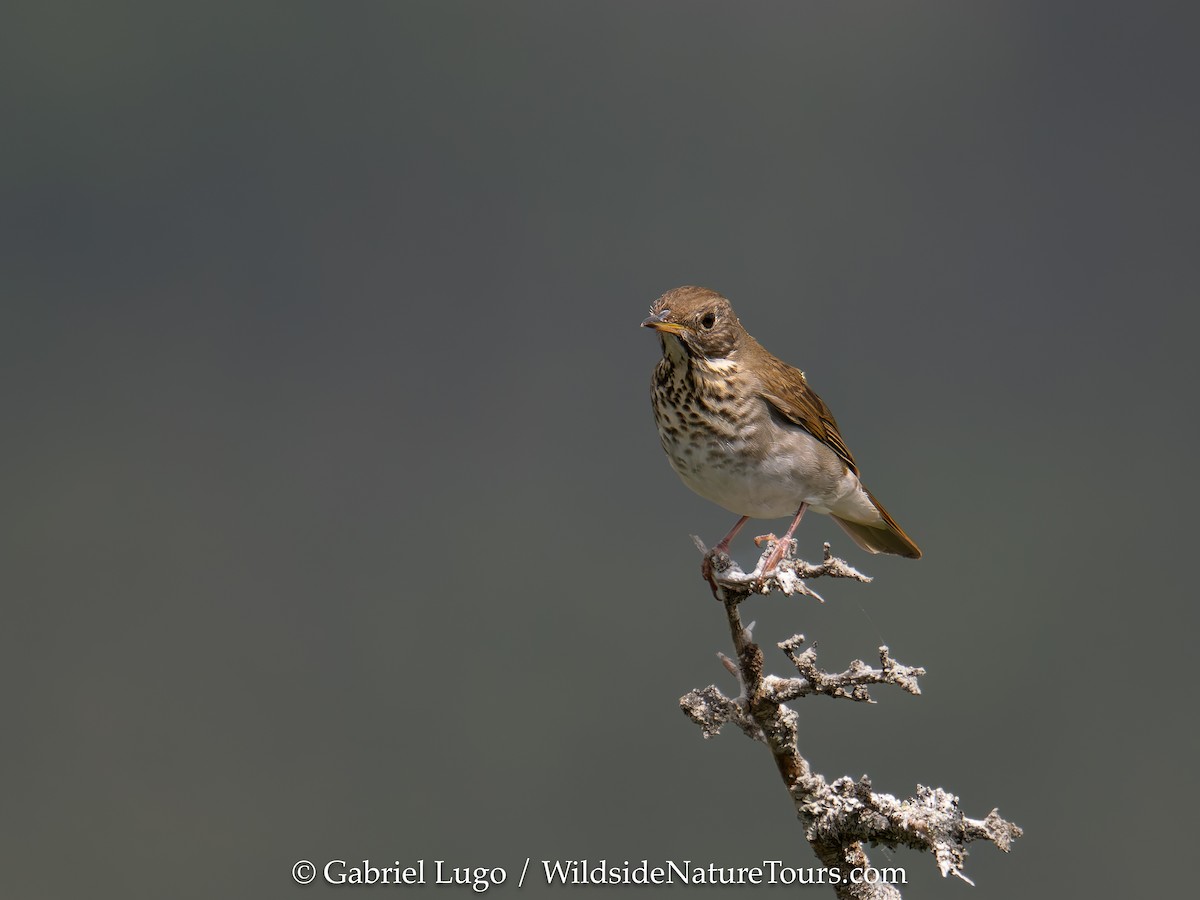 Bicknell's Thrush - ML620454575