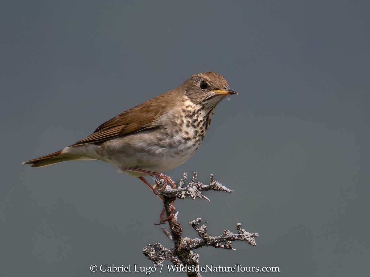 Bicknell's Thrush - ML620454576