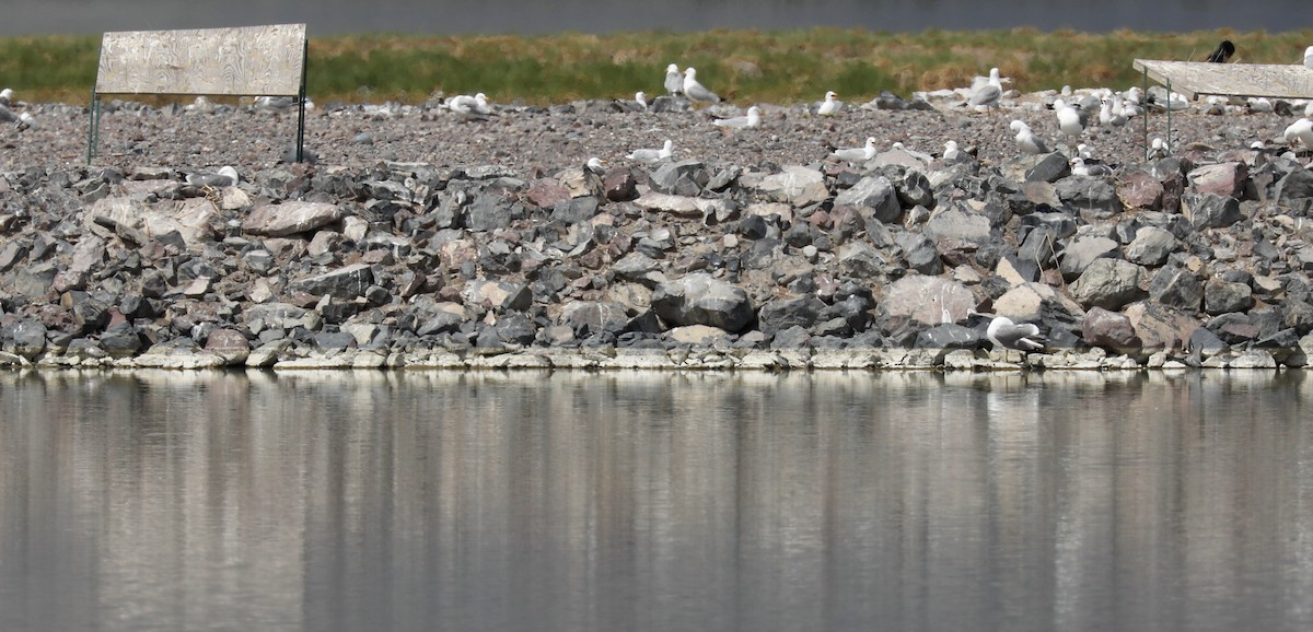 Bécasseau sanderling - ML620454587