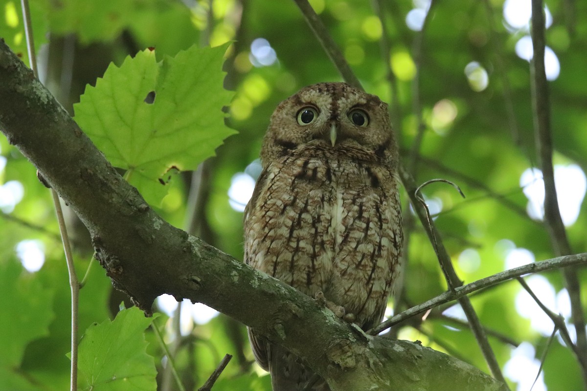 Eastern Screech-Owl - ML620454594