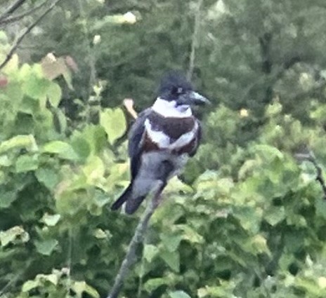 Belted Kingfisher - ML620454597