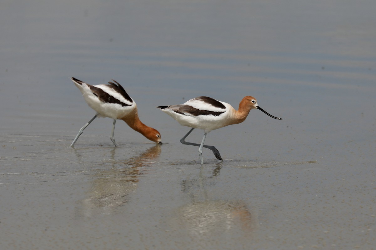 American Avocet - ML620454610