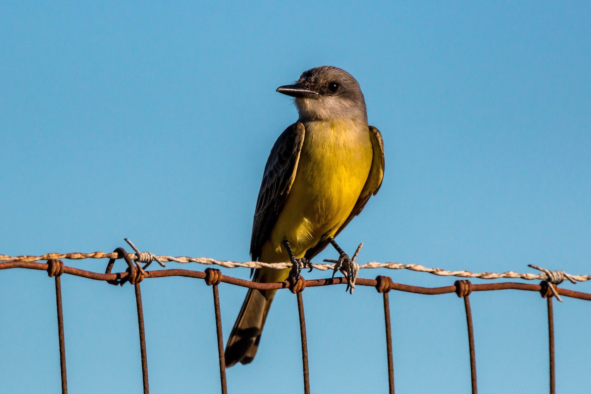 Tropical Kingbird - ML620454619