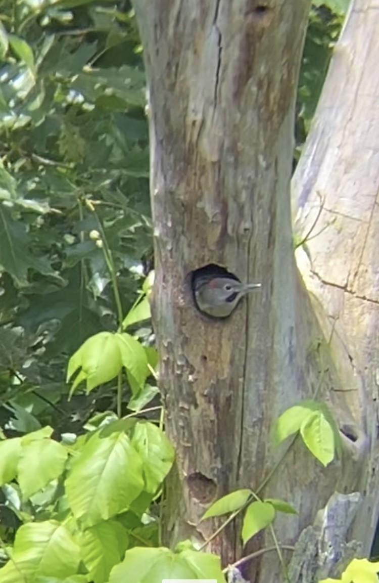 Northern Flicker - ML620454631