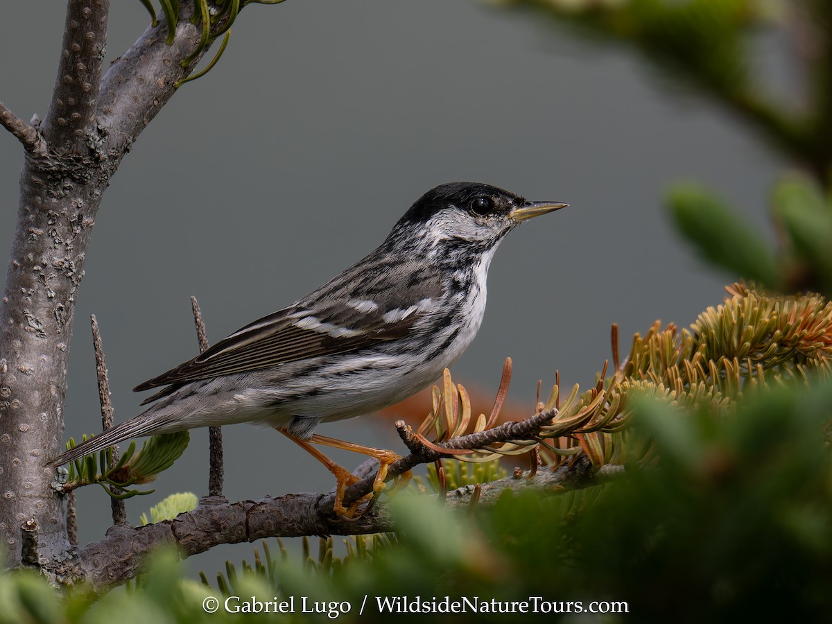 Blackpoll Warbler - ML620454635