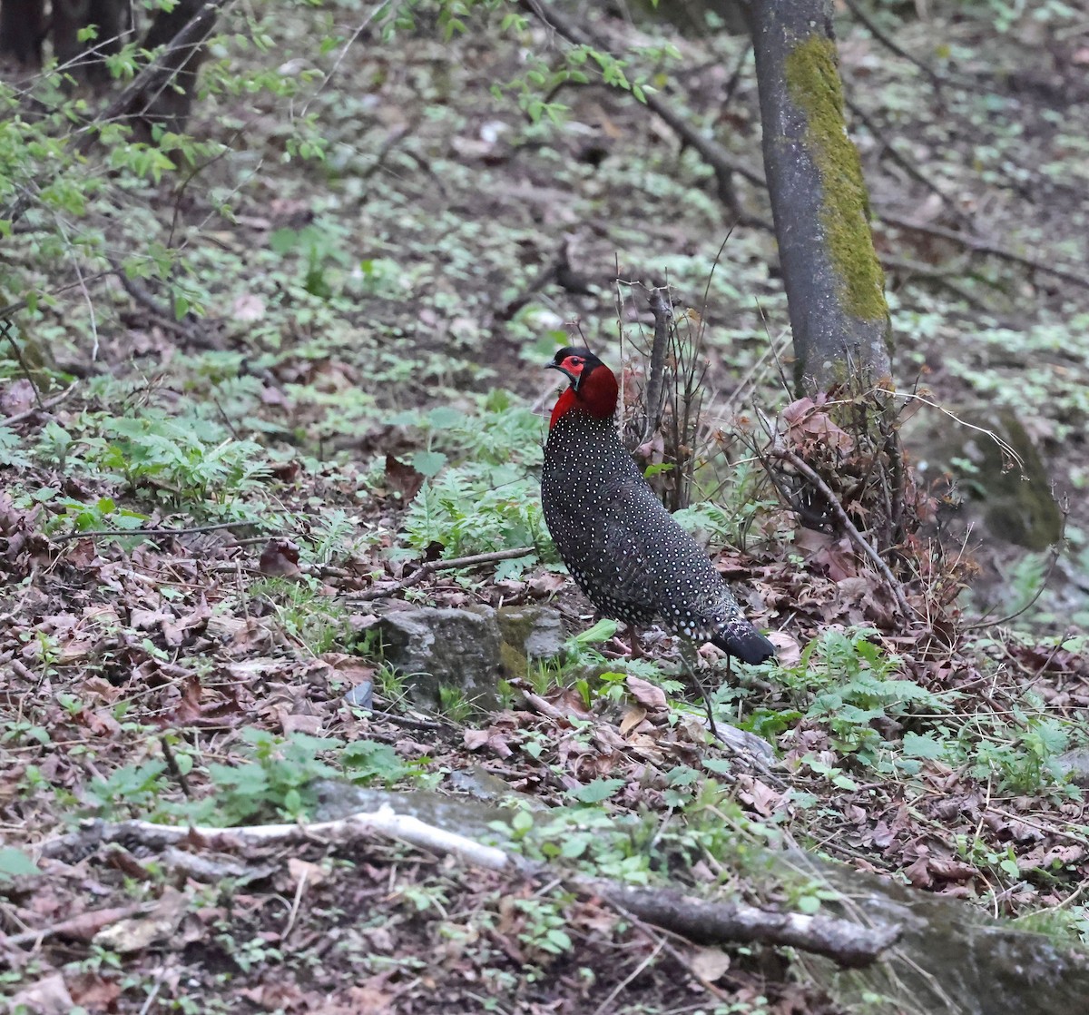 Western Tragopan - ML620454644