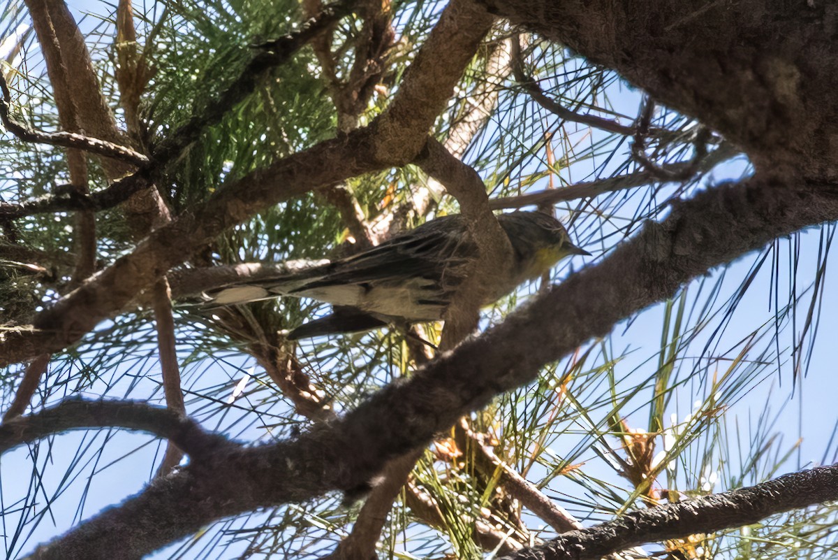 Yellow-rumped Warbler (Audubon's) - ML620454646