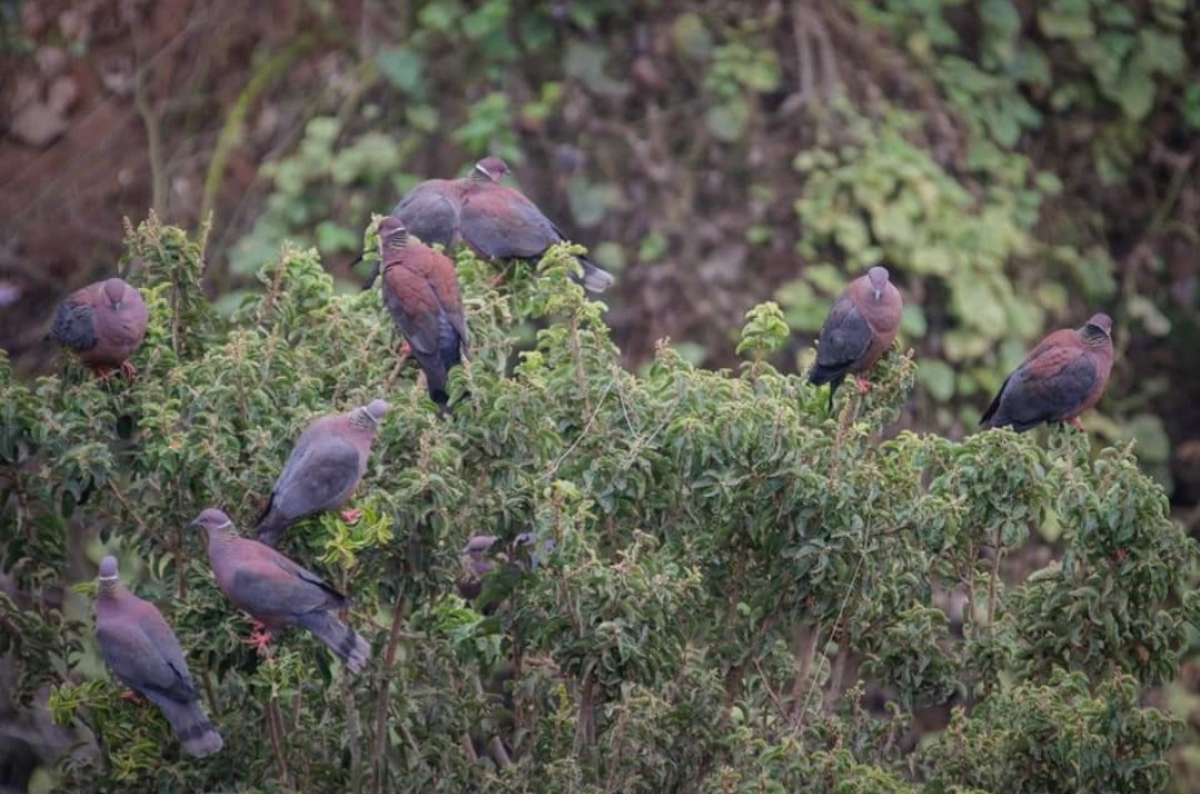 Pigeon du Chili - ML620454649