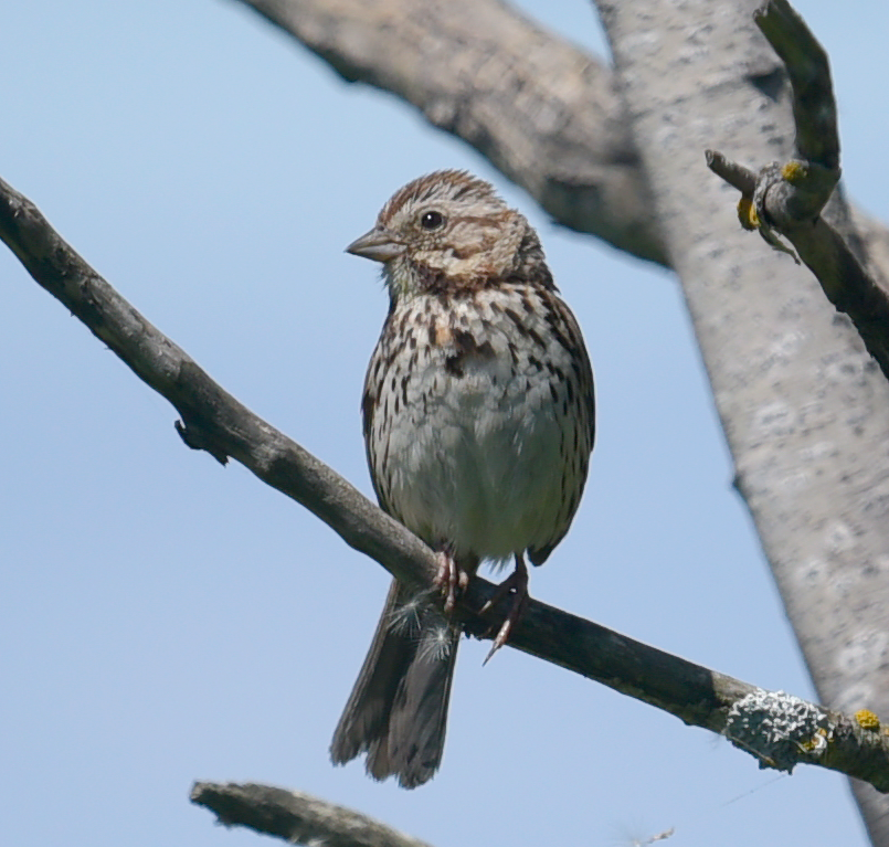 Song Sparrow - Guillaume Perron