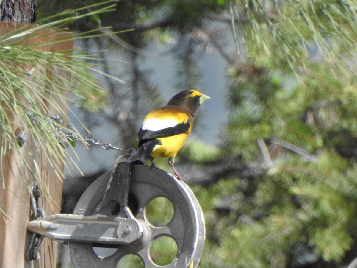 Evening Grosbeak - Oliver Simms