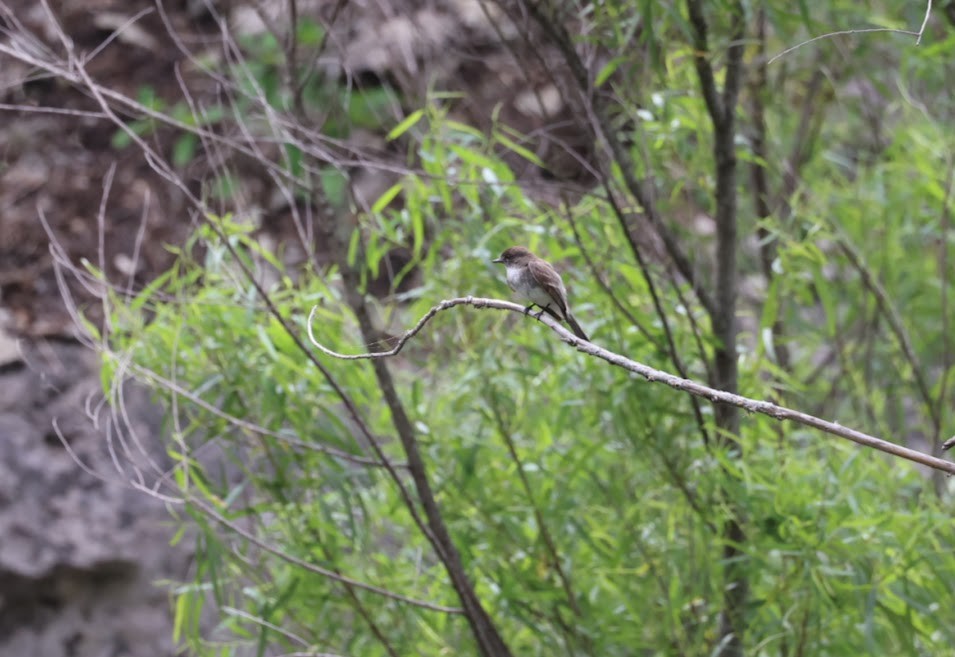 Willow Flycatcher - Kevin Sarsfield