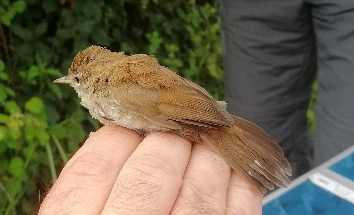 Cetti's Warbler - ML620454669