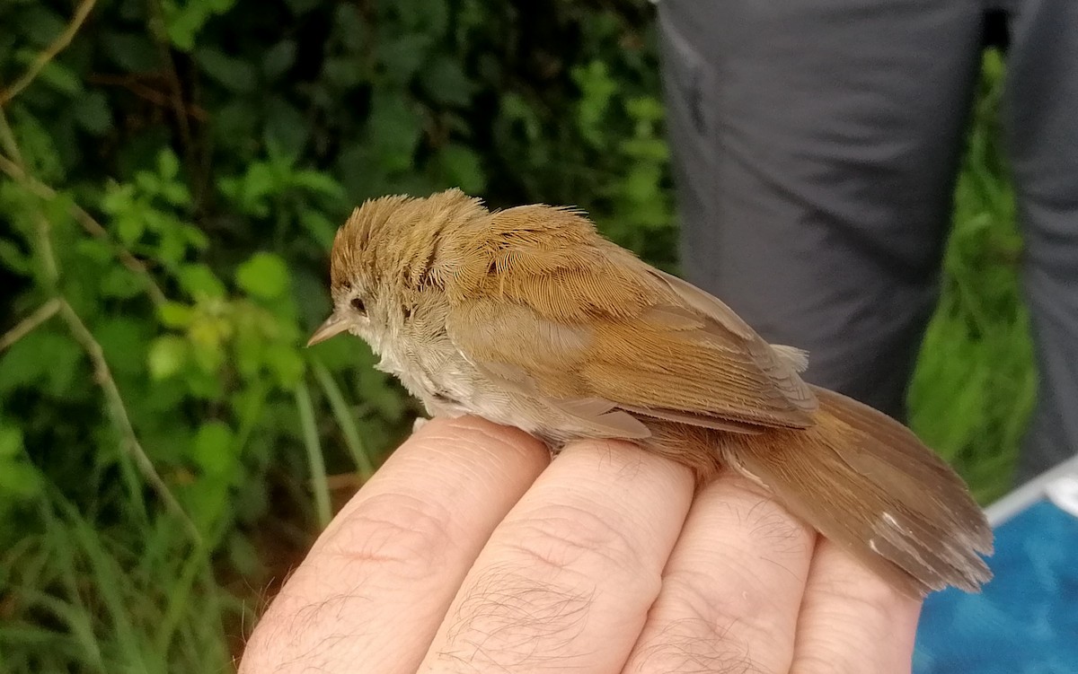 Cetti's Warbler - ML620454670