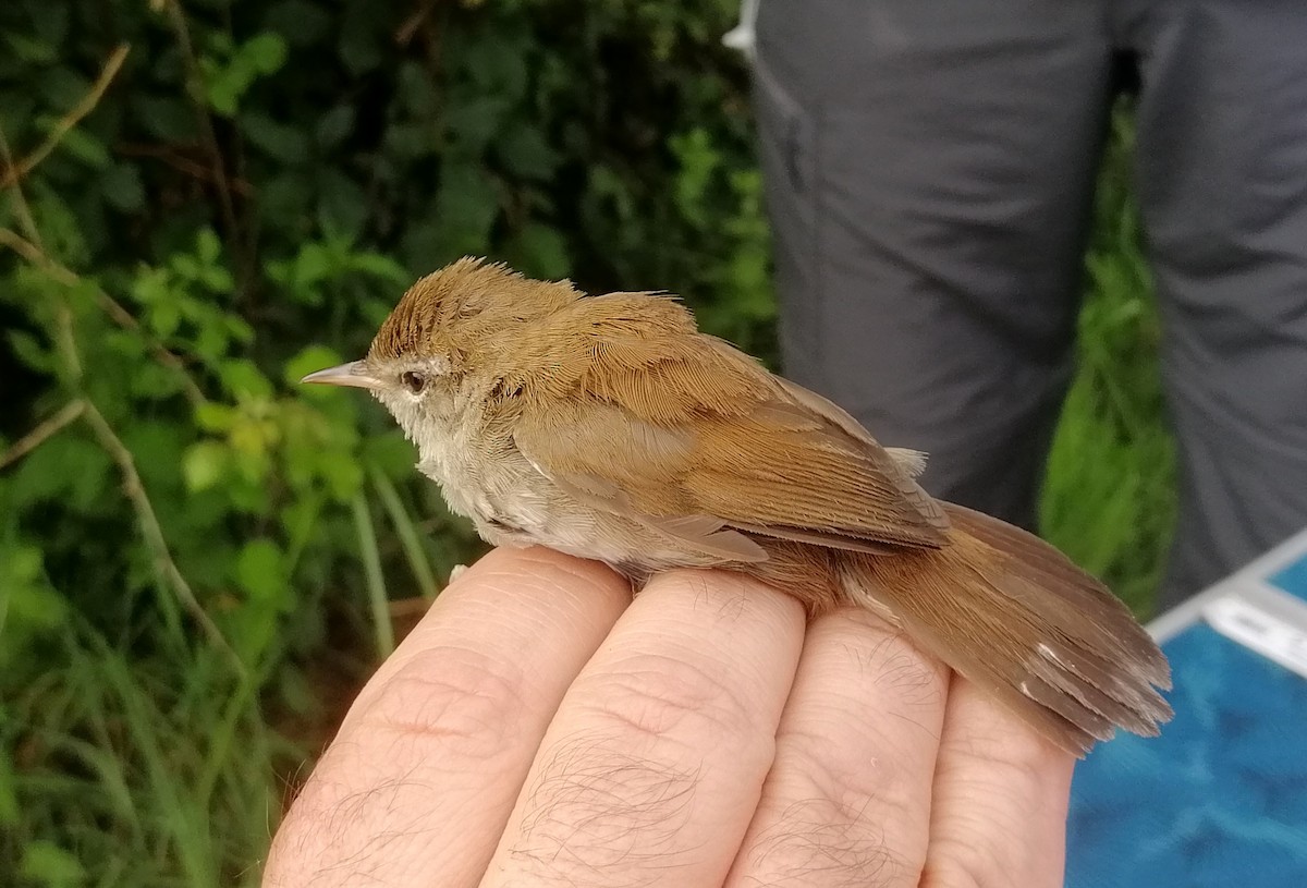 Cetti's Warbler - ML620454671