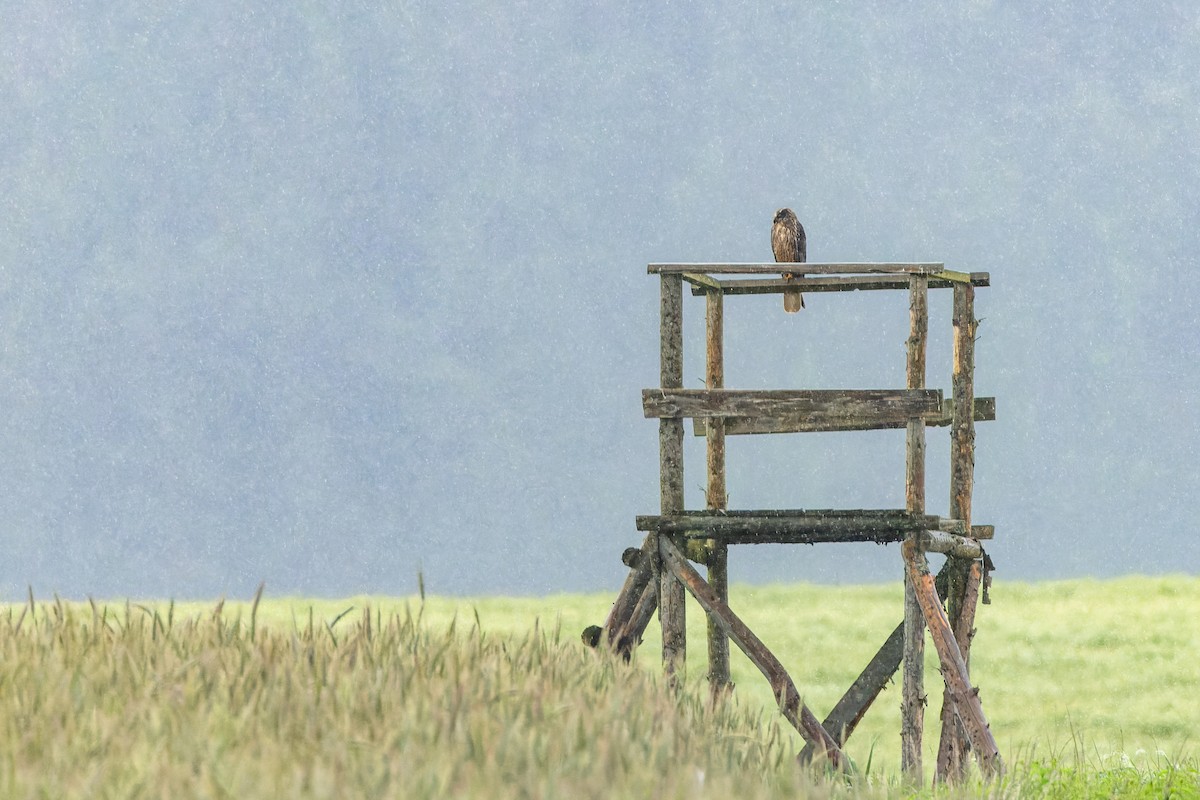 Western Marsh Harrier - ML620454672