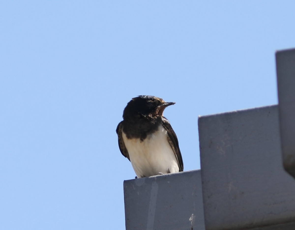 Barn Swallow (Buff-bellied) - ML620454673