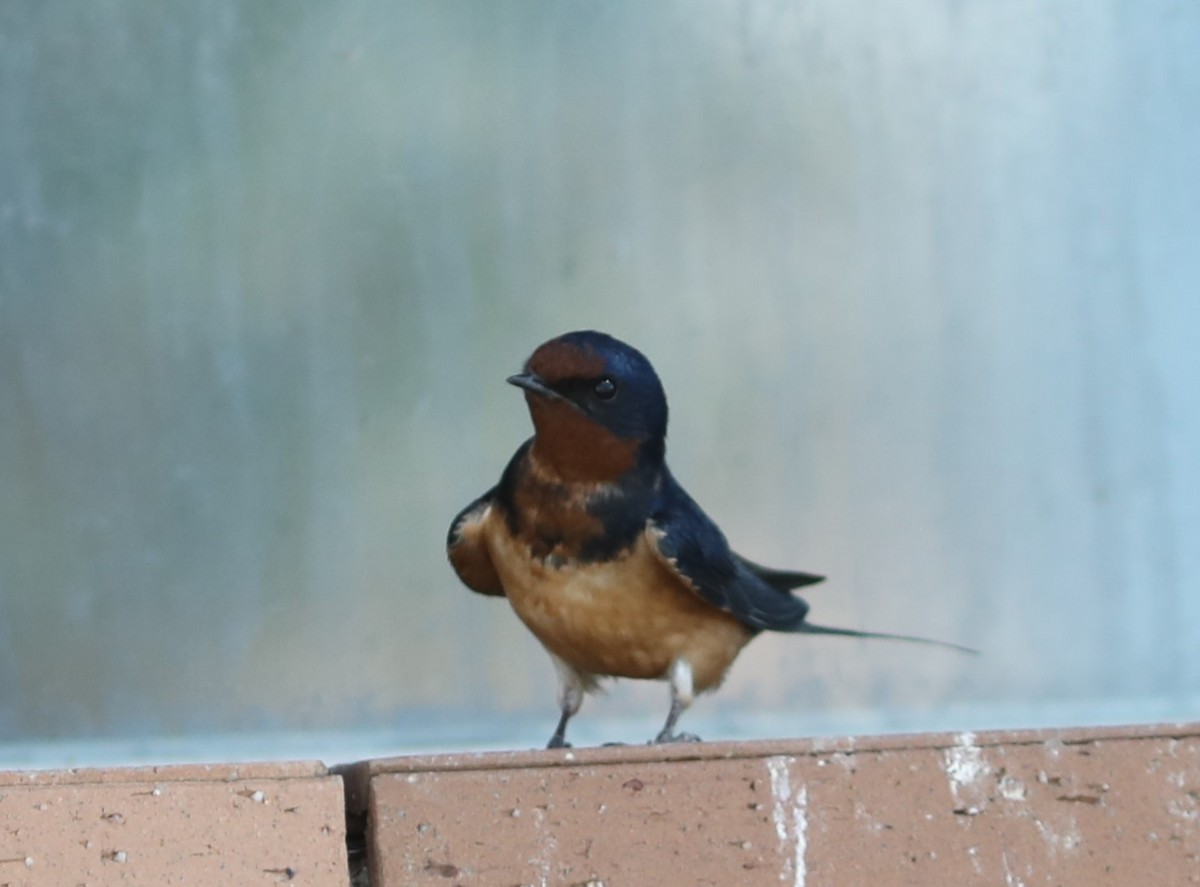 Barn Swallow (Buff-bellied) - ML620454674