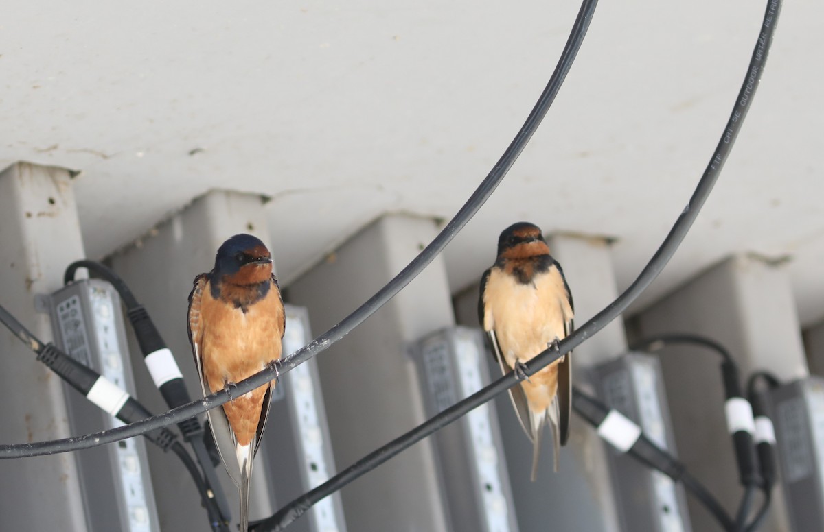 Barn Swallow (Buff-bellied) - ML620454675