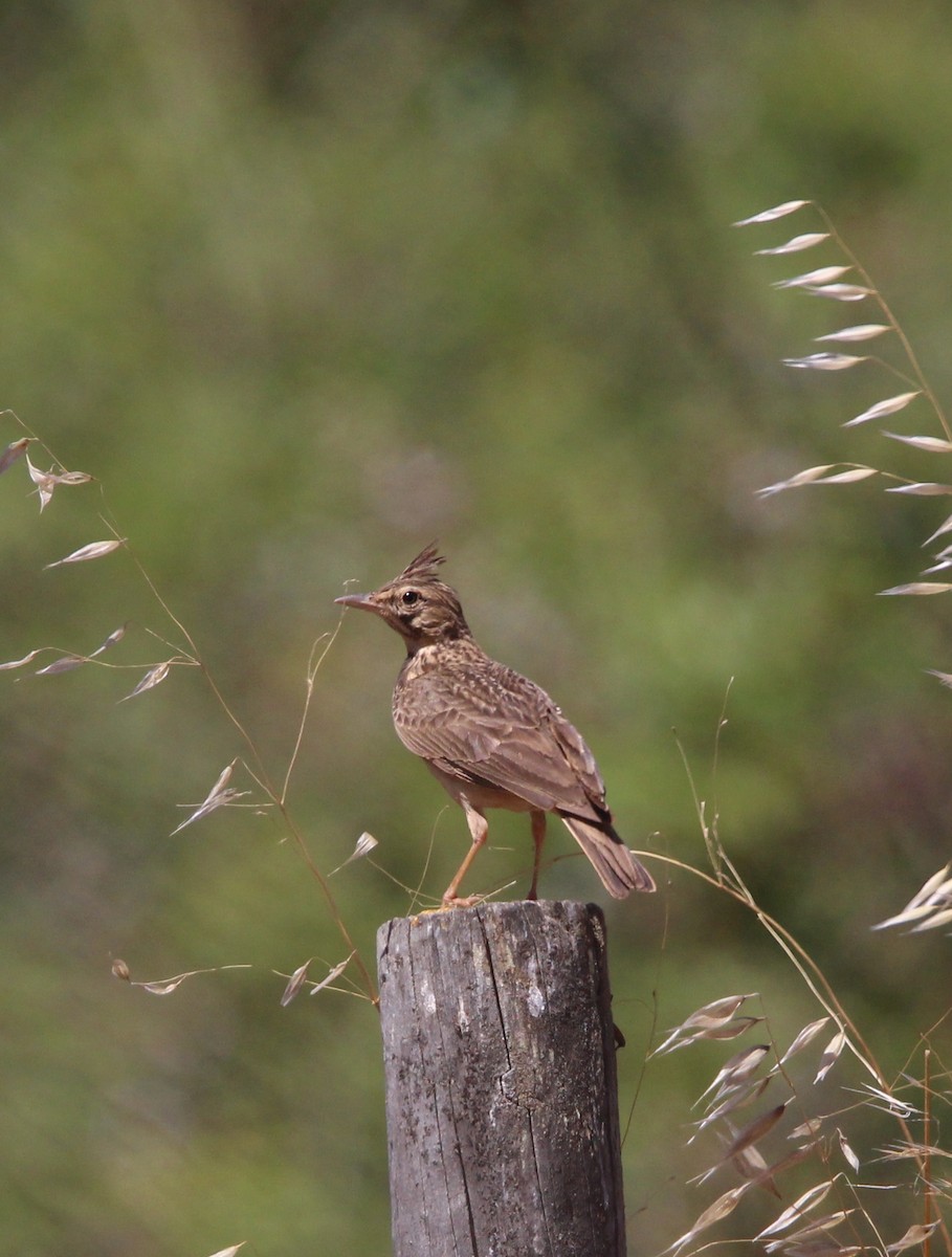 Kutturlio mokolaburra - ML620454688