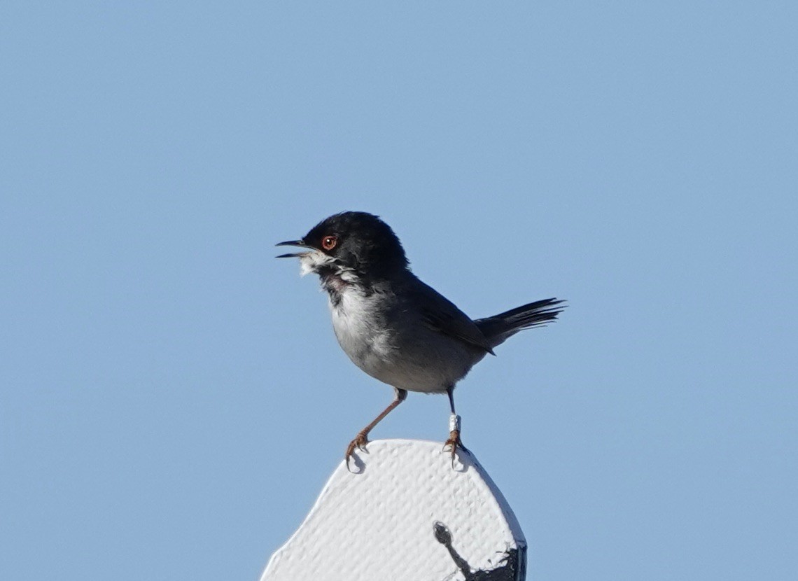 Sardinian Warbler - ML620454690