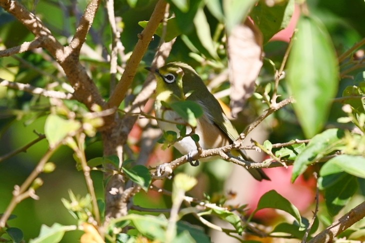 Orange River White-eye - Clayton Burne