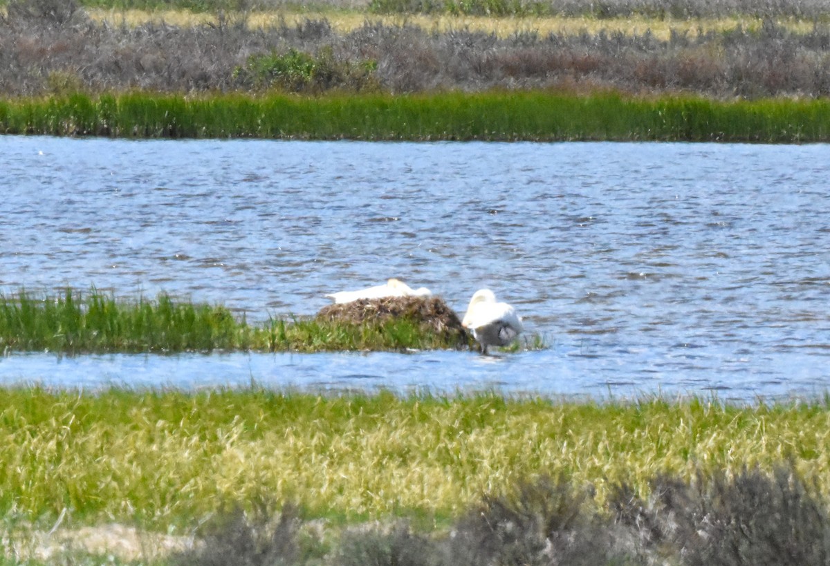 Trumpeter Swan - ML620454704