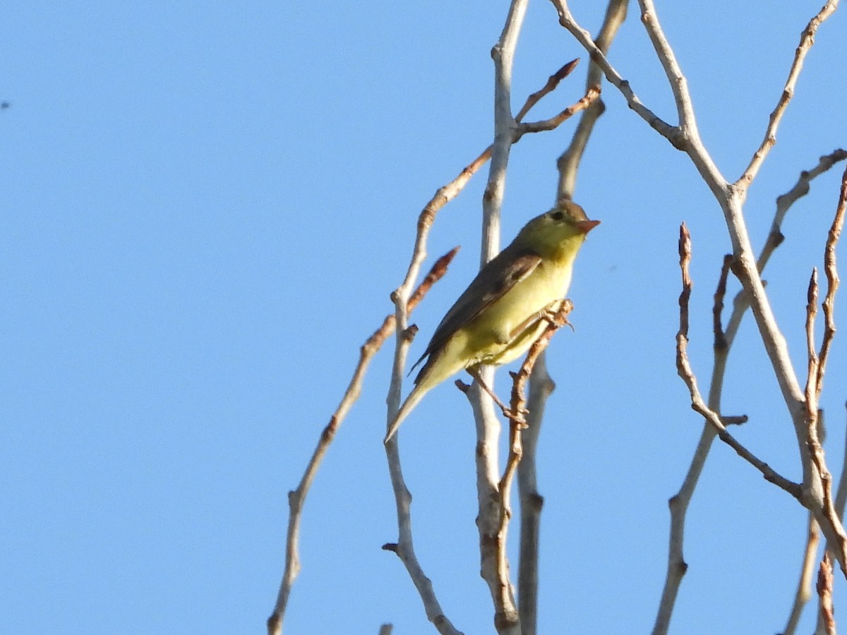 Melodious Warbler - ML620454718