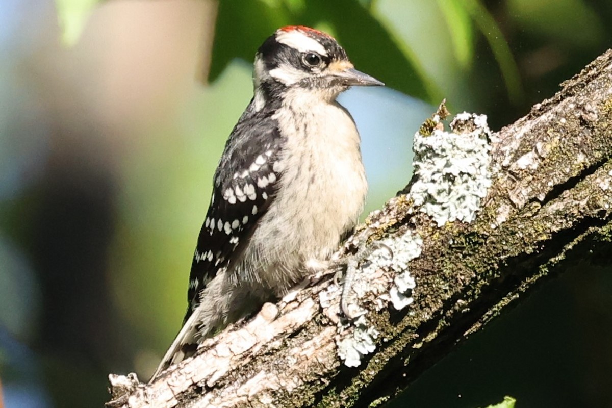 Downy Woodpecker - ML620454719