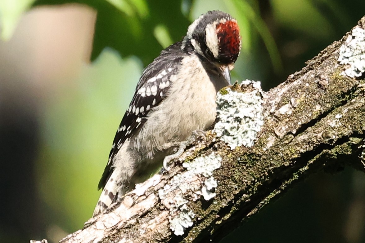 Downy Woodpecker - ML620454720