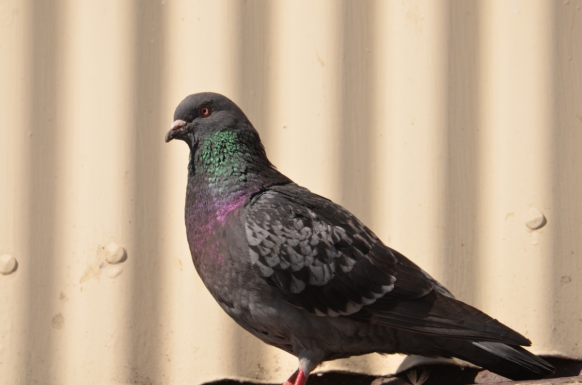 Rock Pigeon (Feral Pigeon) - ML620454721