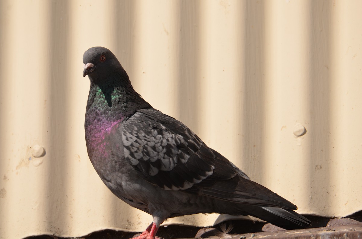 Rock Pigeon (Feral Pigeon) - ML620454722