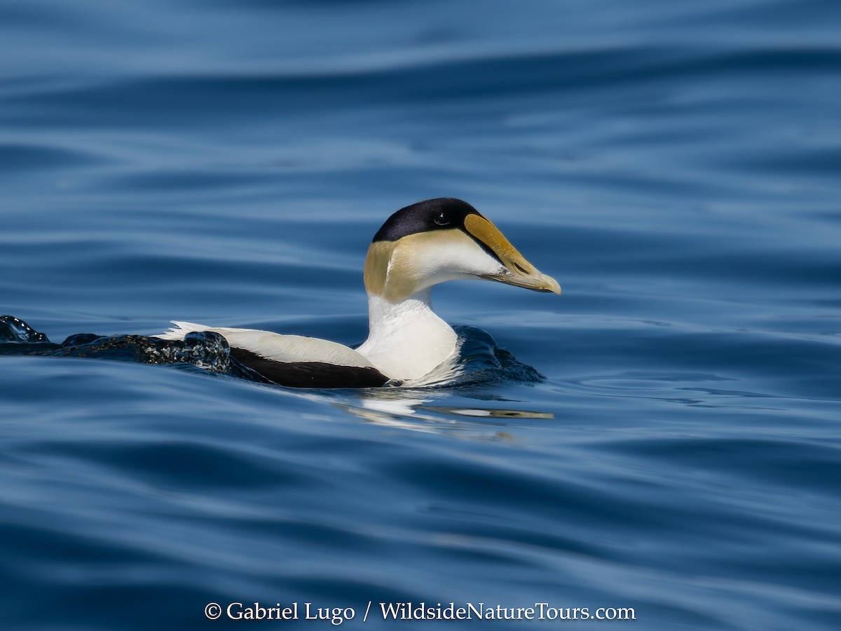 Common Eider (Dresser's) - ML620454723