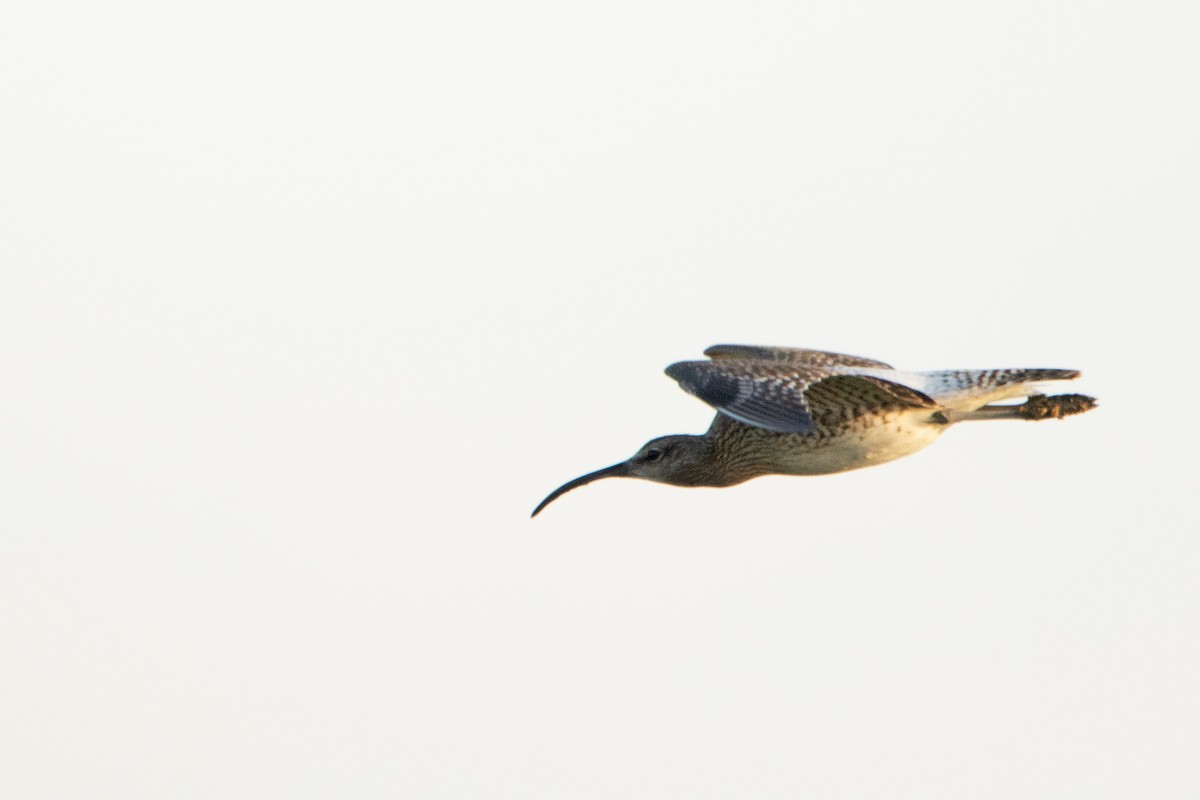 Whimbrel - ML620454726