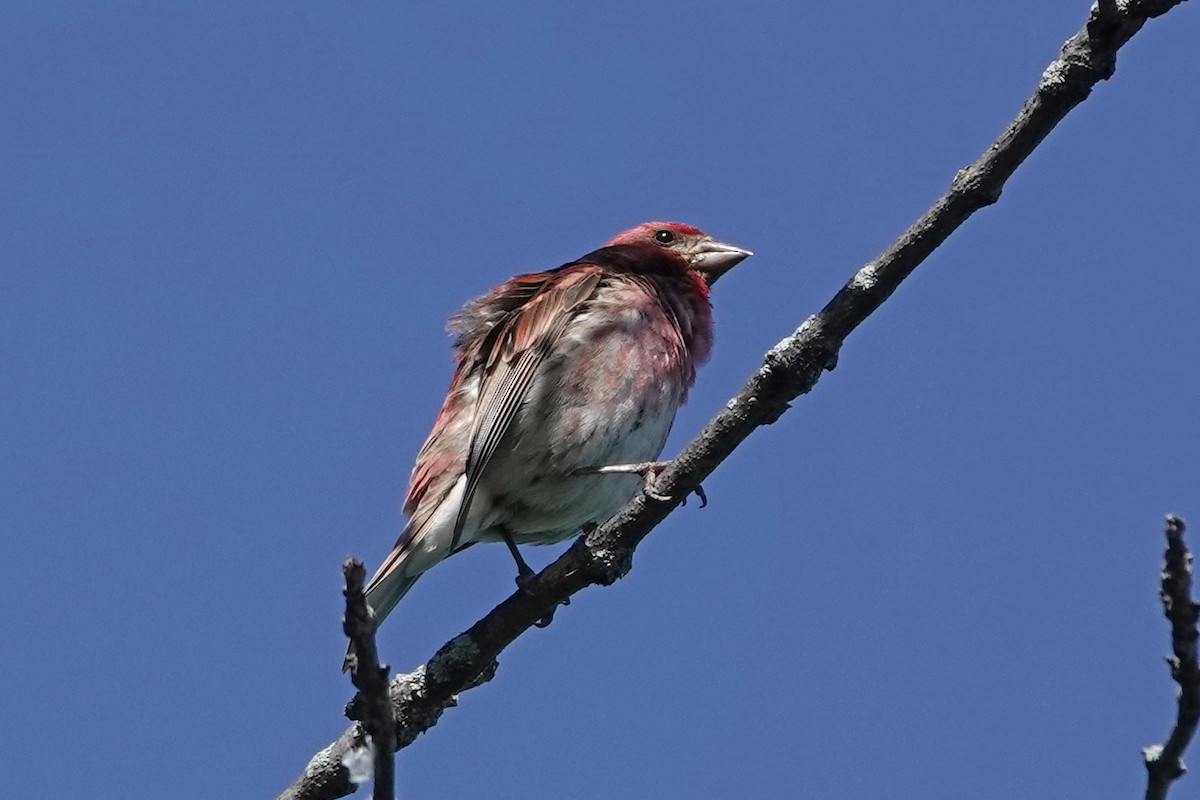 Purple Finch - ML620454727