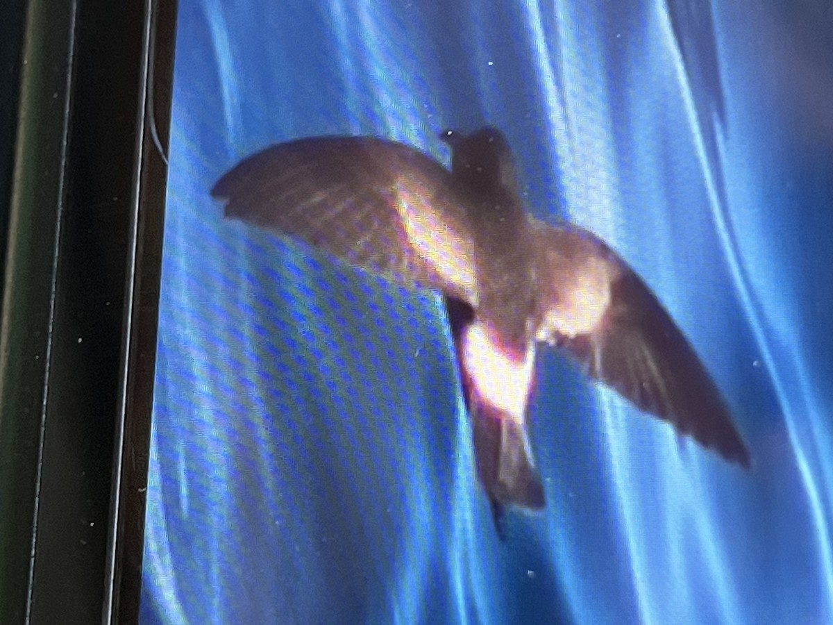 Wilson's Storm-Petrel - ML620454732