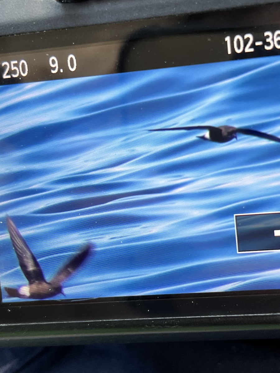 Wilson's Storm-Petrel - ML620454733