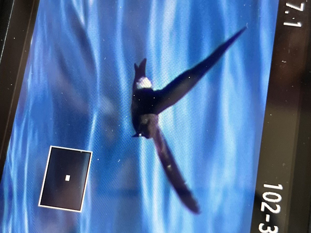 Wilson's Storm-Petrel - ML620454734