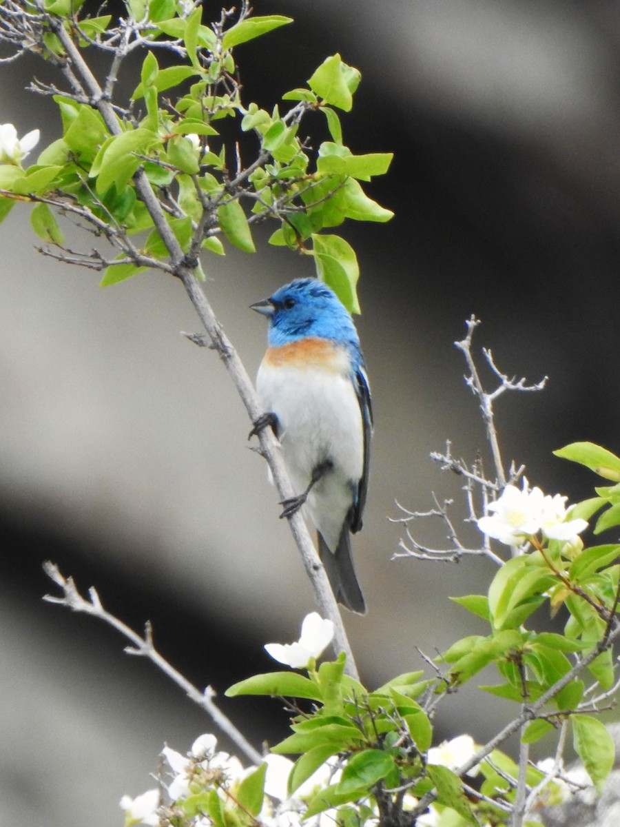 Lazuli Bunting - ML620454738